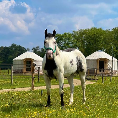 Magnolia Hoeve - Unieke Bestemming Voor Paardenliefhebbers En Bijzondere Overnachtingen In De Natuur Ledeacker 외부 사진
