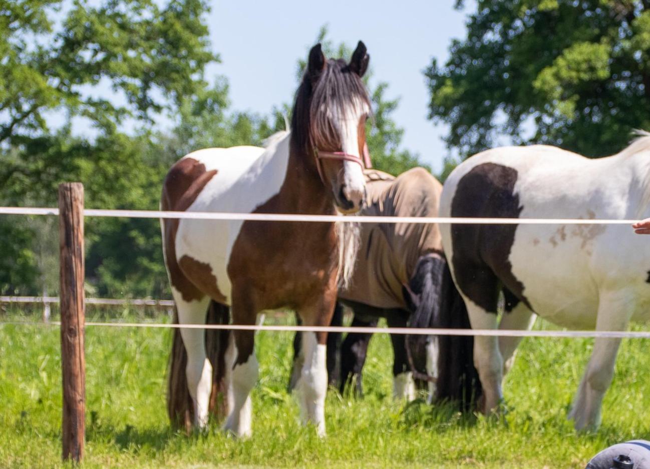 Magnolia Hoeve - Unieke Bestemming Voor Paardenliefhebbers En Bijzondere Overnachtingen In De Natuur Ledeacker 외부 사진