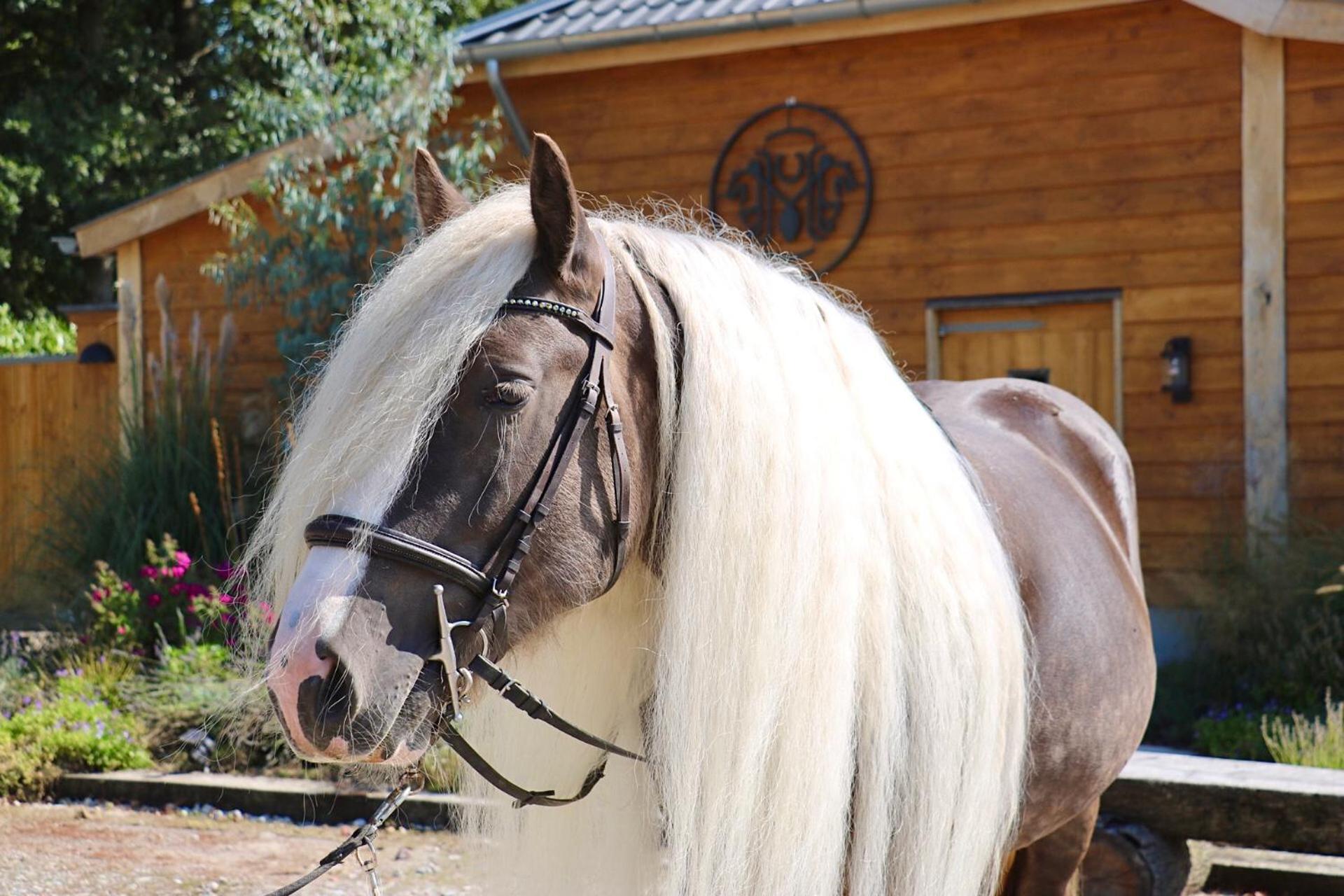 Magnolia Hoeve - Unieke Bestemming Voor Paardenliefhebbers En Bijzondere Overnachtingen In De Natuur Ledeacker 외부 사진