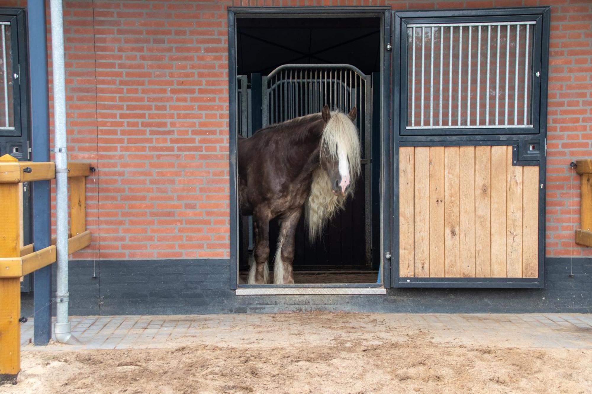 Magnolia Hoeve - Unieke Bestemming Voor Paardenliefhebbers En Bijzondere Overnachtingen In De Natuur Ledeacker 외부 사진