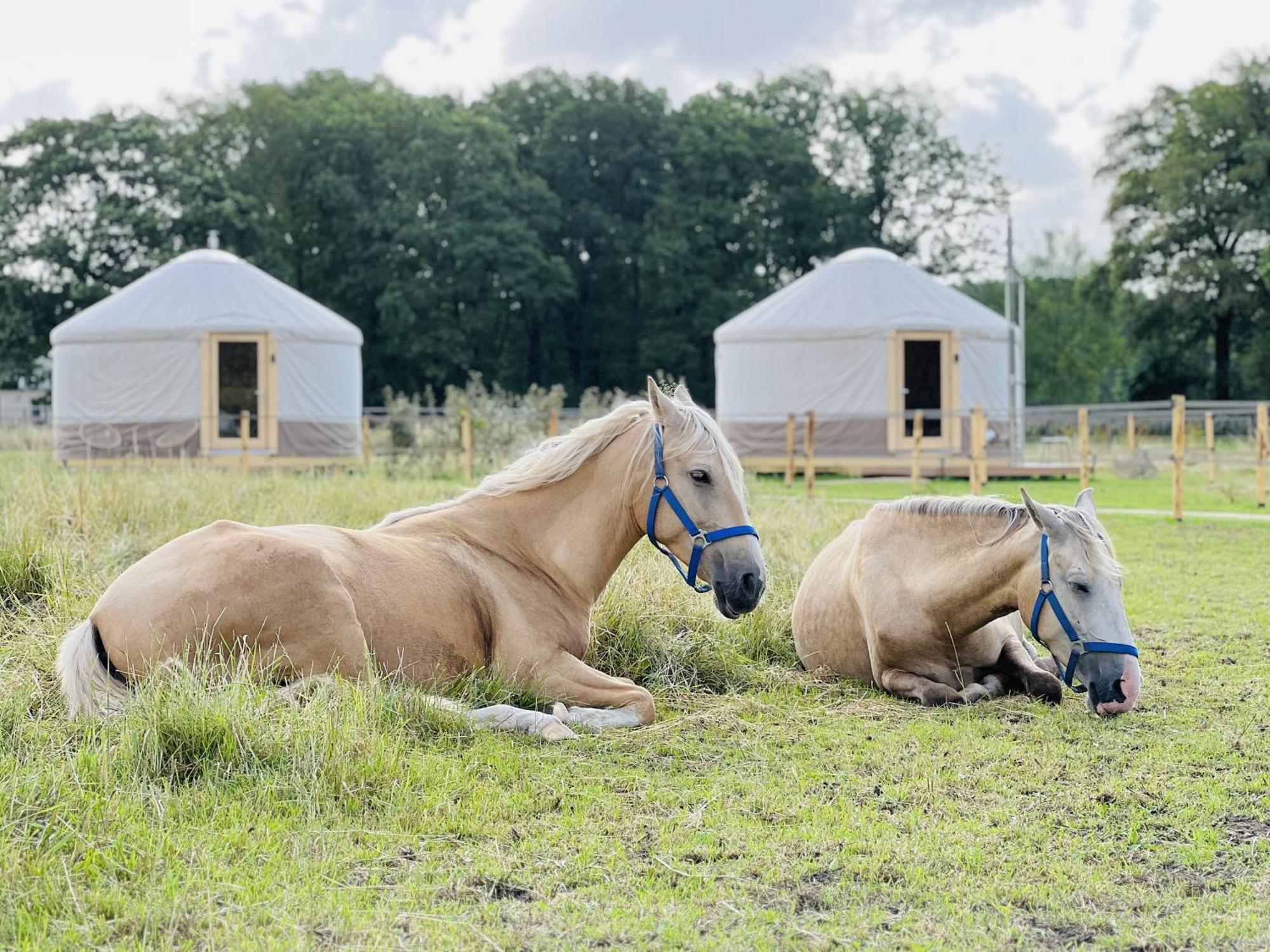 Magnolia Hoeve - Unieke Bestemming Voor Paardenliefhebbers En Bijzondere Overnachtingen In De Natuur Ledeacker 외부 사진