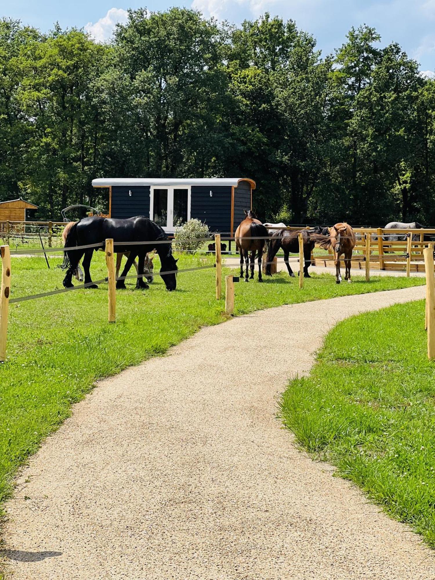 Magnolia Hoeve - Unieke Bestemming Voor Paardenliefhebbers En Bijzondere Overnachtingen In De Natuur Ledeacker 외부 사진