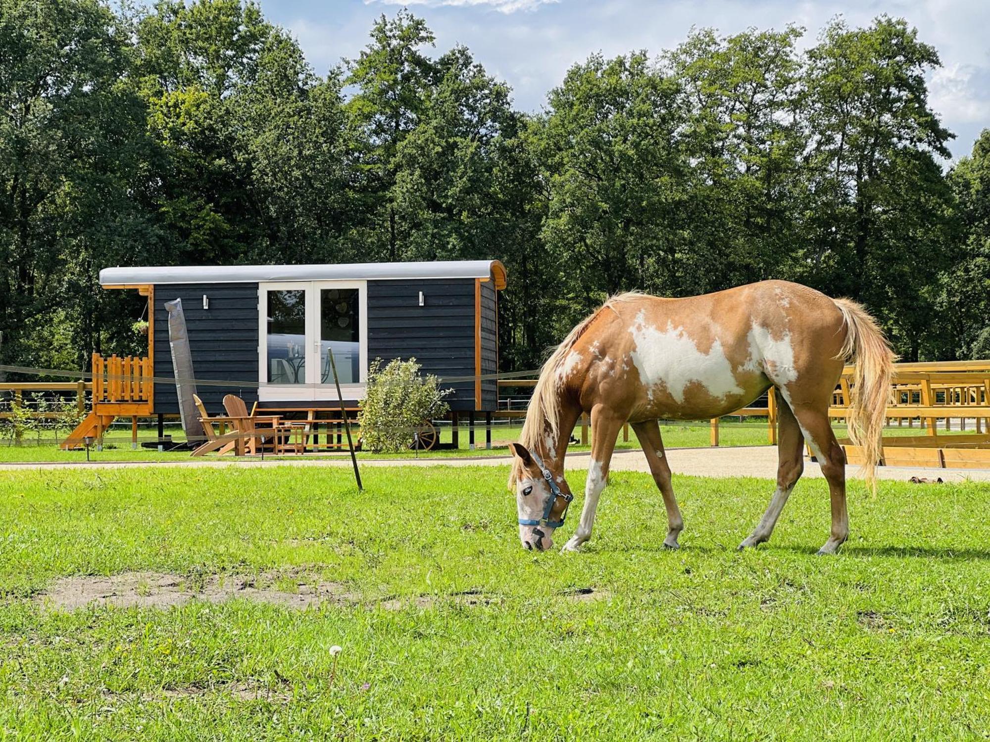 Magnolia Hoeve - Unieke Bestemming Voor Paardenliefhebbers En Bijzondere Overnachtingen In De Natuur Ledeacker 외부 사진