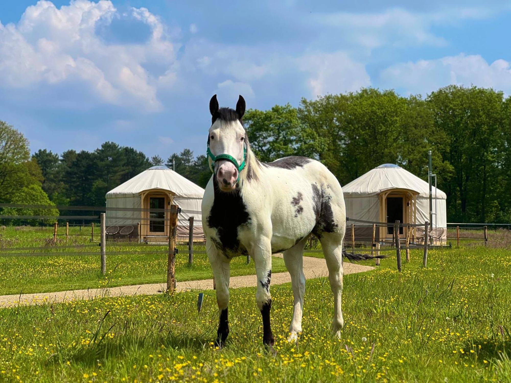 Magnolia Hoeve - Unieke Bestemming Voor Paardenliefhebbers En Bijzondere Overnachtingen In De Natuur Ledeacker 외부 사진