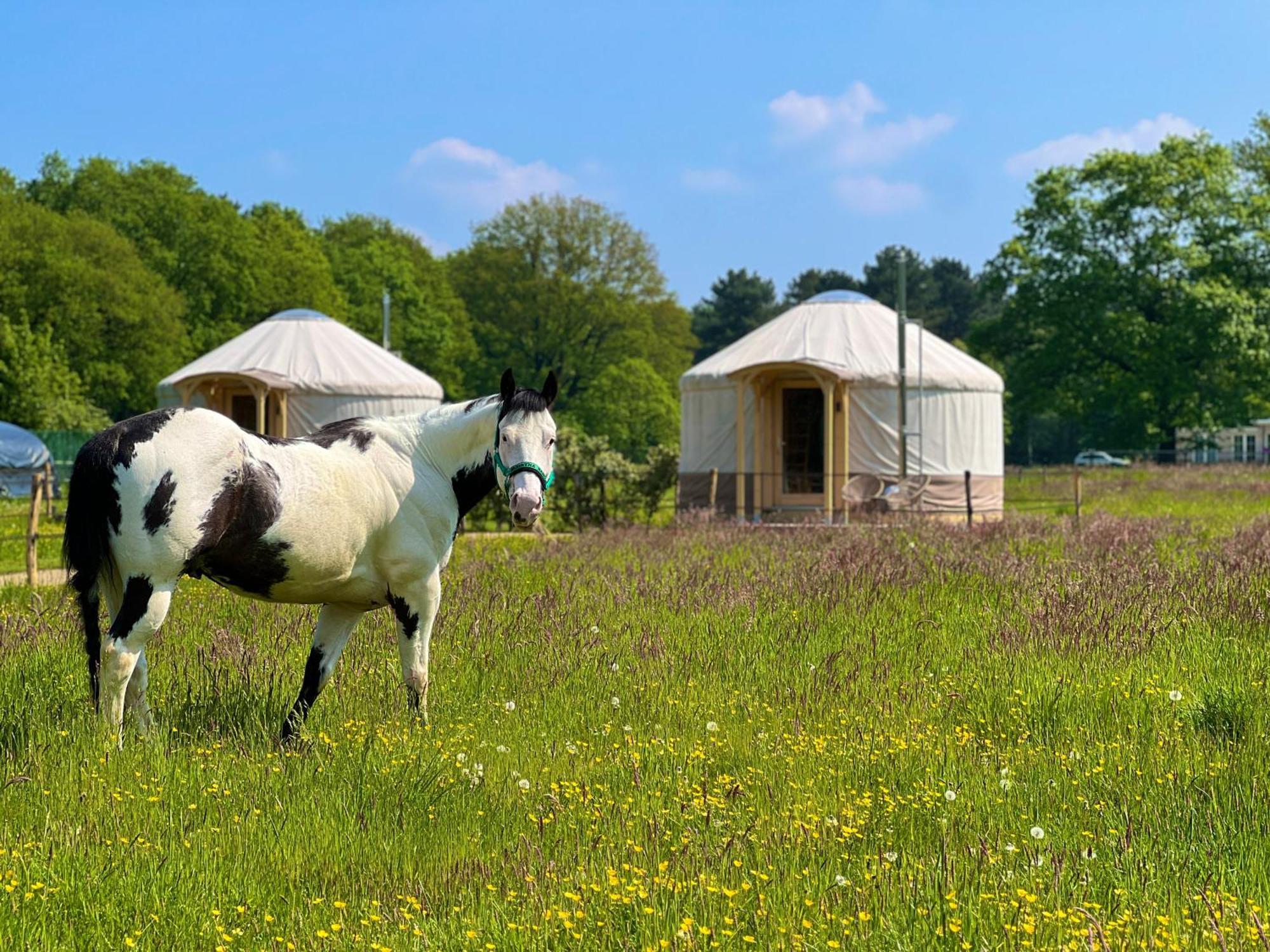Magnolia Hoeve - Unieke Bestemming Voor Paardenliefhebbers En Bijzondere Overnachtingen In De Natuur Ledeacker 외부 사진